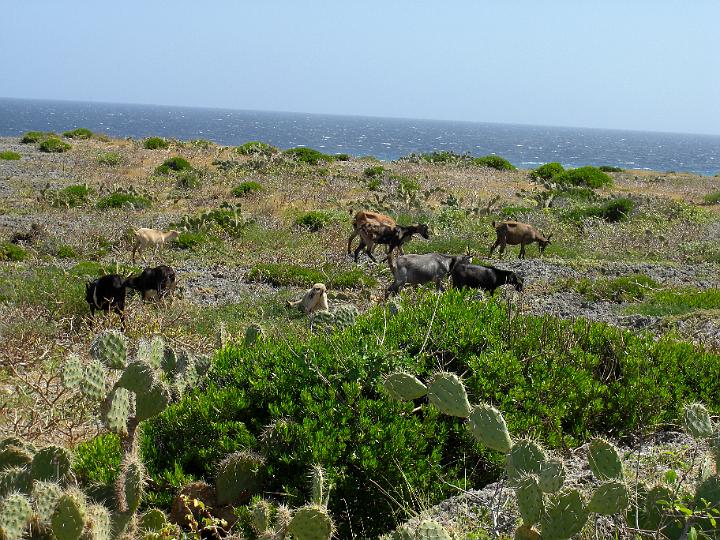Aruba - January 2008 029.JPG